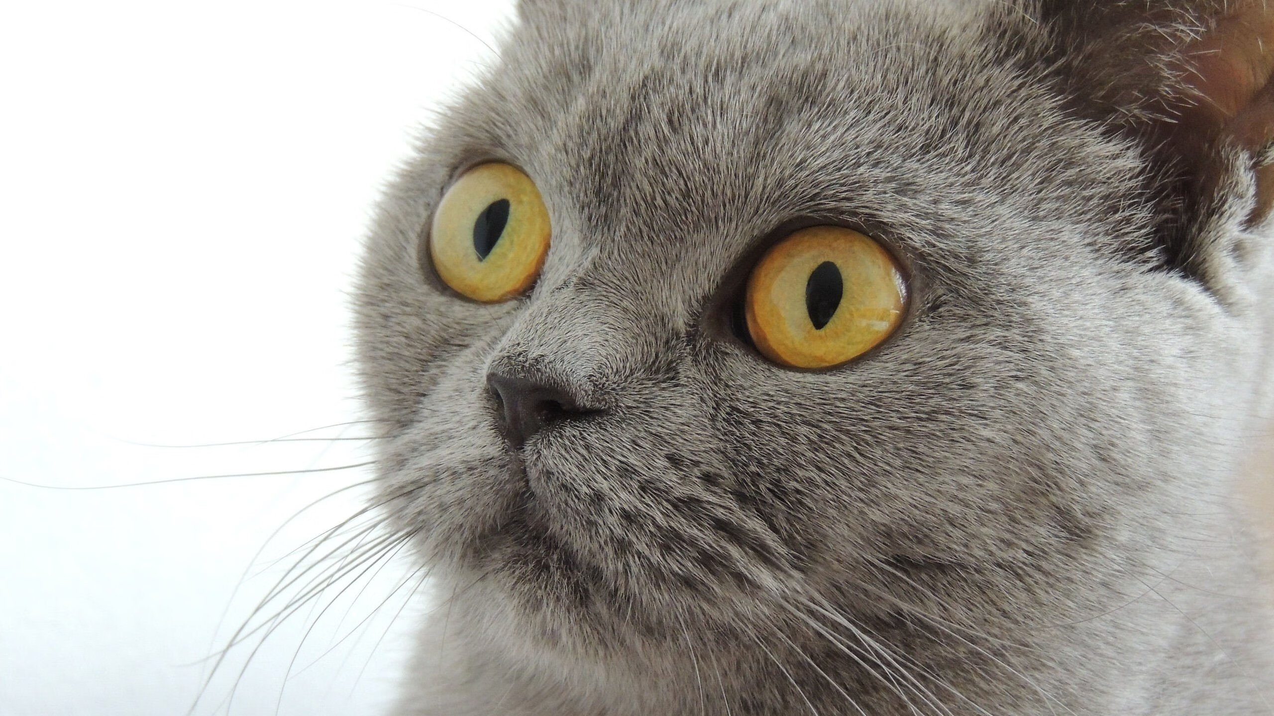 开云体育官网-欧冠半决赛焦点战烽火再燃，深圳队技战术完胜北京队强势晋级