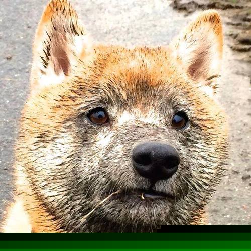 森林法则再现！哈利伯顿化身致命猎手，雷霆倒在狼群围猎之下