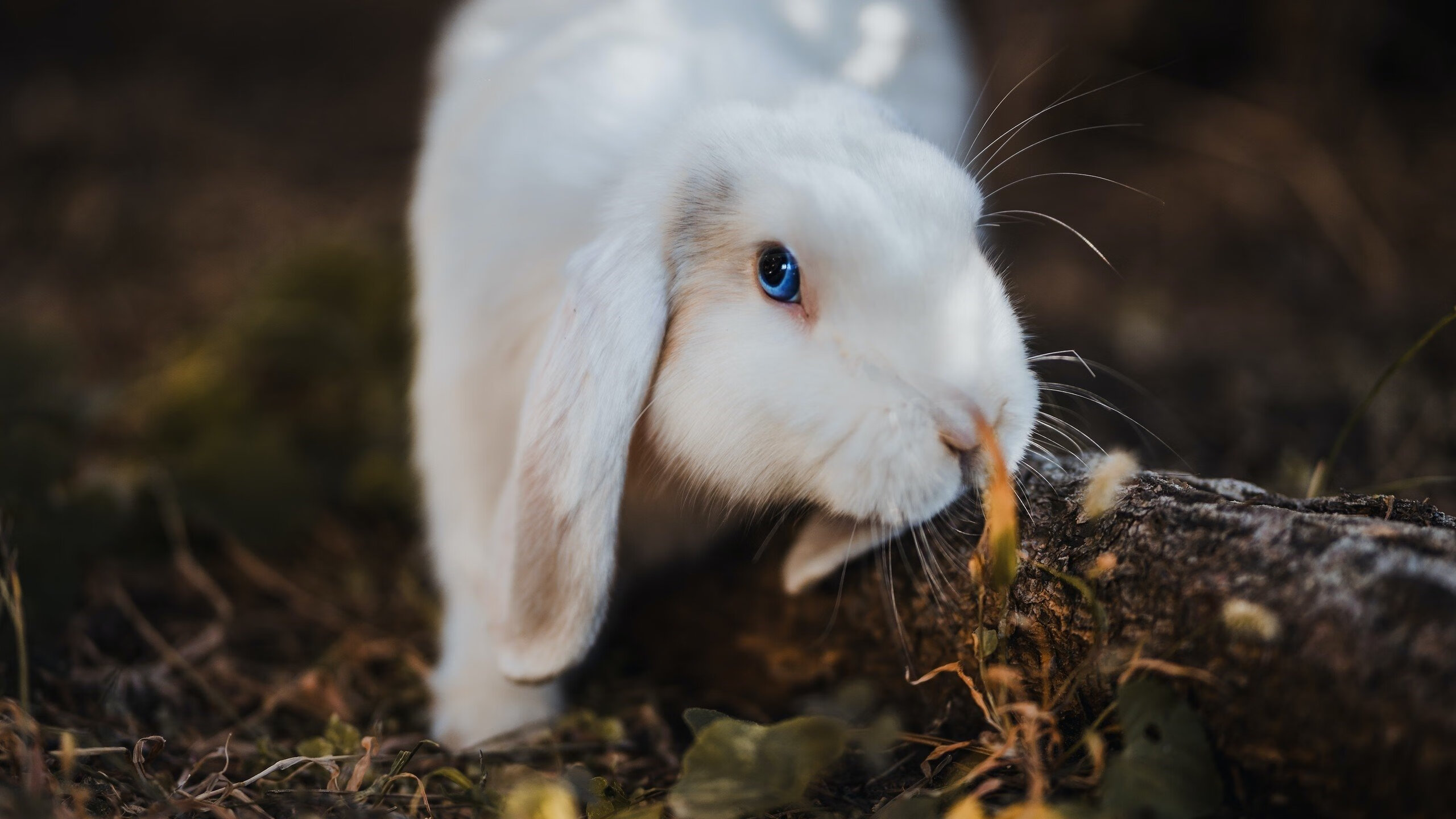 开云体育-切尔西血拼西班牙，厄德高F1揭幕战接管比赛，跨界体育的奇幻交响