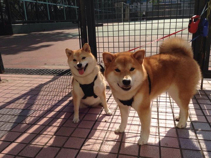 开云下载-拉文末节狂飙定乾坤，掘金主场击溃雷霆迎三连胜