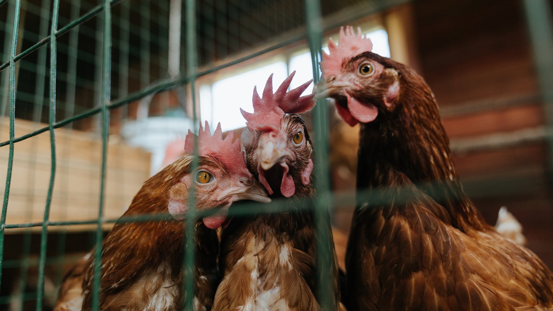 绿茵之巅，剑指苍穹