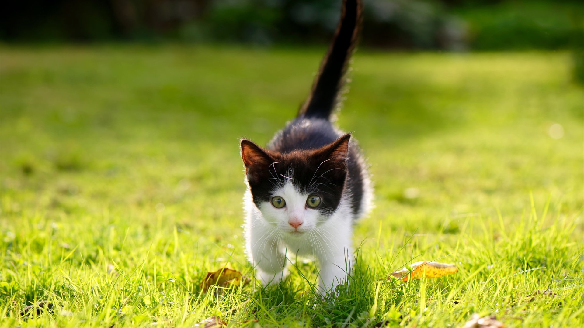定海神针！约基奇抢七之夜稳定输出不掉线