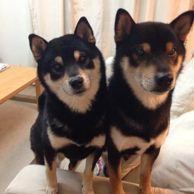 开云体育app-节奏与铁锁，灰熊的掌控与东契奇的防守哲学