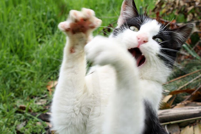 字母哥独舞，上海队对阵勇士演绎东西篮球对话