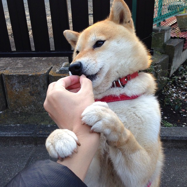 双线辉煌，马刺火力压制开拓者，霍勒迪F1争冠接管比赛