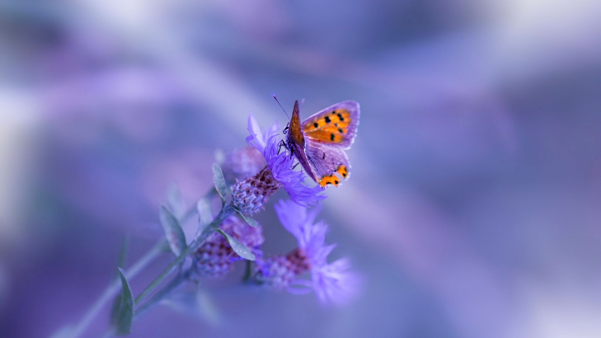 几内亚火力压制挪威，无名小卒布鲁诺化身关键先生